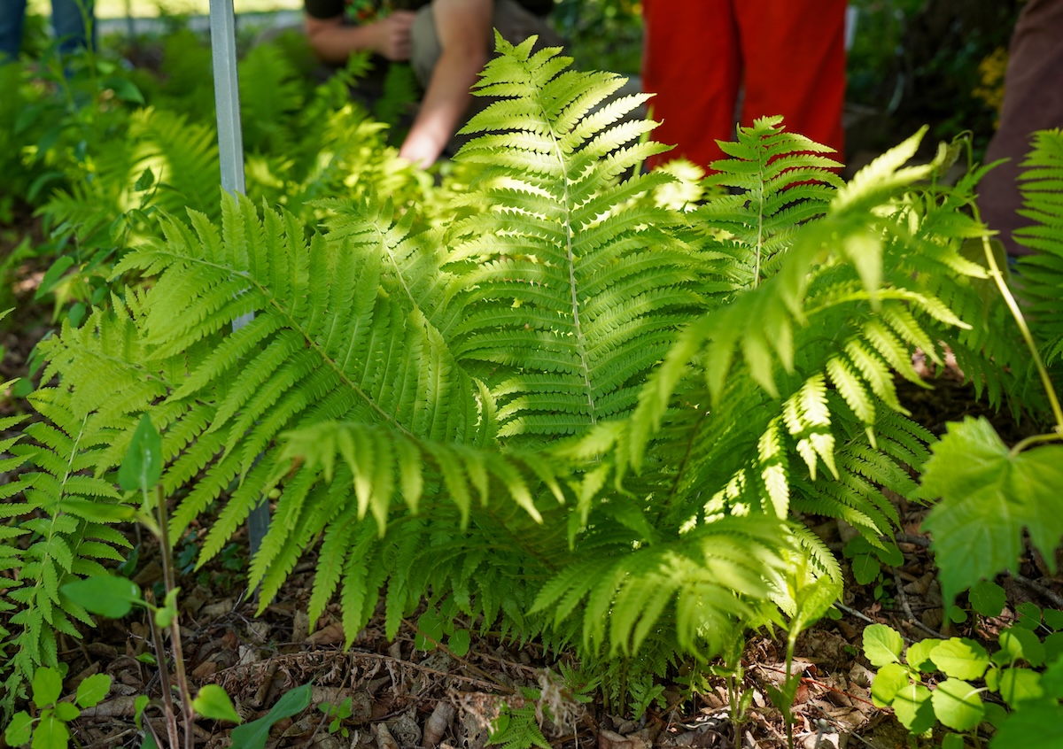 A bright green fern grows out of the ground, with people standing in the background.